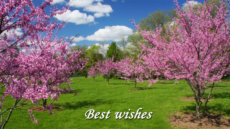 Best Wishes Tree Blossoms